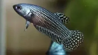 Betta splendens F Wild Alien blue