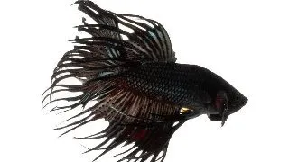 Betta splendens crowntail black M