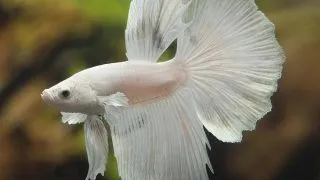 Betta splendens SuperDelta white M