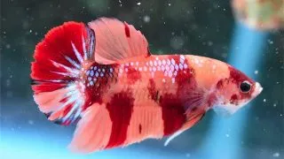 Peste Betta Splendens Mascul Plakat koi L