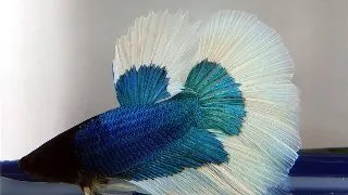 Betta splendens mascul Superdelta Butterfly XL