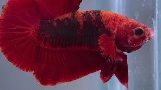 Betta spl. plakat hellboy red Mascul XL