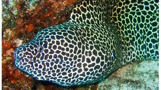 Anghila Tesselata (Gymnothorax favagineus)