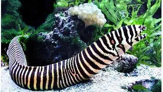 Zebra Murray (Gymnomuraena zebra)