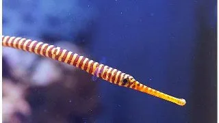 Multi-banded Pipefish