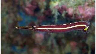 Yellow Stripe Clingfish (Diademichthys lineatus)