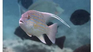 Symphorus nematophorus (Chinamanfish)