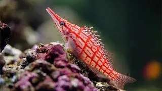 Oxycirrhites Typus (Longnose hawkfish)