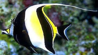 Zanclus cornutus