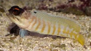 Opistognathus randalli