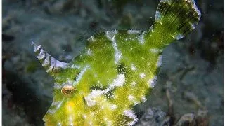 Acreichthys tomentosus  T.B.