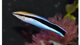Labroides dimidiatus (pestele doctor)