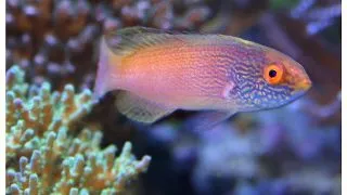 Cirrhilabrus filamentosus