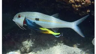 Labroides bicolor