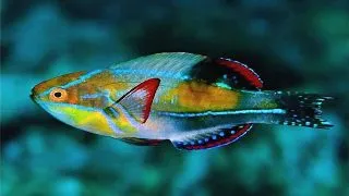Cirrhilabrus exquisitus M