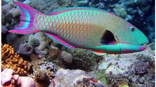 Bicolor Parrotfish