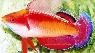Cirrhilabrus tonozukai (Tono's Fairy Wrasse)