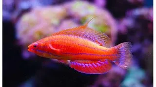 Paracheilinus carpenteri