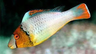 Bolbometopon bicolor