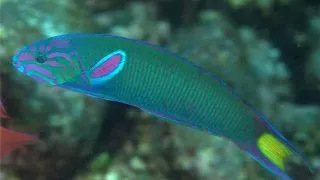 Thalassoma lunare