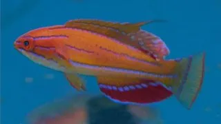 Paracheilinus Mccoskeri