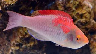 Cirrhilabrus Adomatus