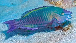 Scarus psittacus