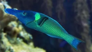 Gomphosus varius- male