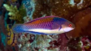 Cirrhilabrus cyanopleura (Bluehead fairy wrasse)