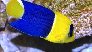 Centropyge bicolor