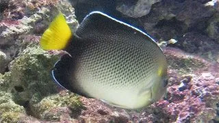Apolemichthys xanthurus