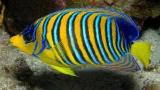 Pygoplites diacanthus