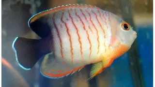 Red Stripe Angelfish (Centropyge eibli)