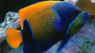 Pomacanthus navarchus
