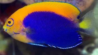 Centropyge acanthops