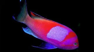 Pseudanthias pleurotaenia
