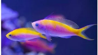 Regina Violet (Pseudanthias tuka)