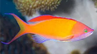 Pseudanthias dispar