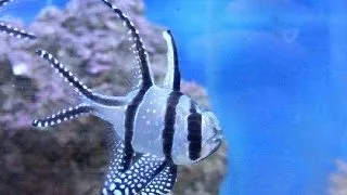 Pterapogon kauderni