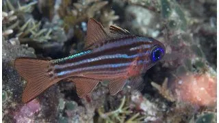 Apogon compressus (Ostorhinchus compressus)