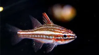 Cardinal Apogon margaritophorus