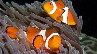 Amphiprion ocellaris (pestele Clown)