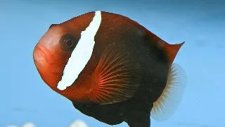 Amphiprion clarkii