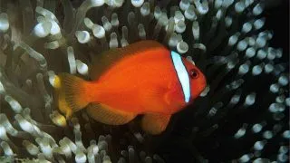 Amphiprion frenatus