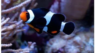 Amphiprion ocellaris black