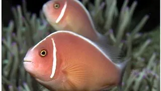 Amphiprion perideraion (Pink Skunk Clownfish)