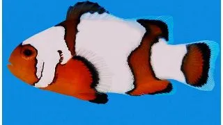 Amphiprion Ocellaris Snowflake