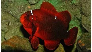 Premnas biaculeatus (Clownfish maro)