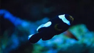Amphiprion polymnus saddleback clown