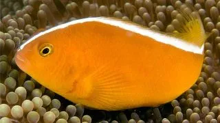 Amphiprion sandaracinos